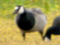 Canada Goose x Barnacle Goose hybrid